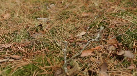 Coniferous forest moss and fallen needles motion footage Stock Footage 48861573