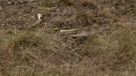 Coniferous forest moss and fallen needles motion footage Stock Footage 48861992