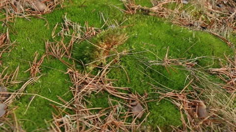 Coniferous forest moss and fallen needles motion footage Video stock 48896675