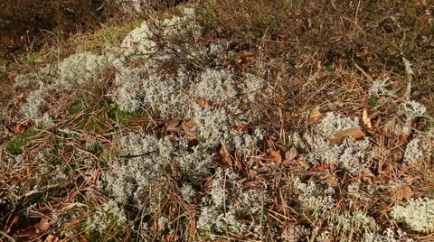 Coniferous forest moss and fallen needles motion footage Video stock 48897161