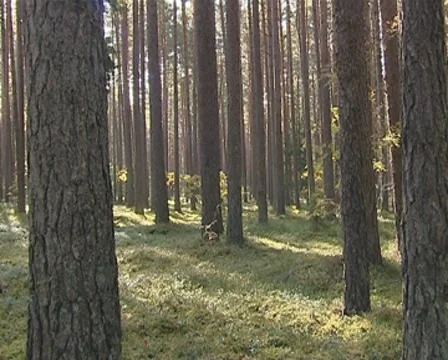 Coniferous forest mossy ground and tree trunks on sunny day. Stock Footage 10357977
