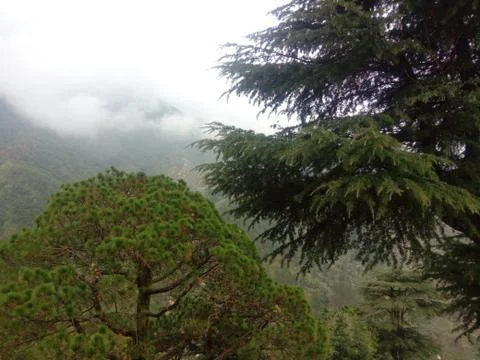 Coniferous forest on the mountain clouds Foto stock