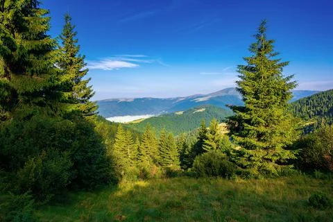 Coniferous forest on the mountain hill Stock Photos