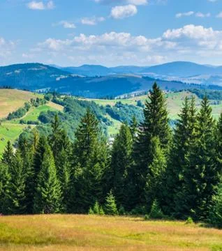 Coniferous forest on a mountain. Stock Photos