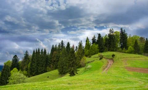 Coniferous forest on a mountain. Stock Photos