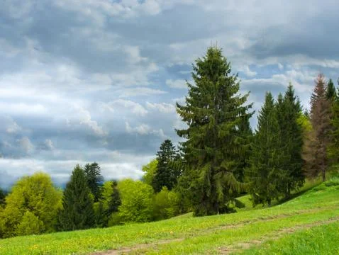 Coniferous forest on a mountain. Stock Photos