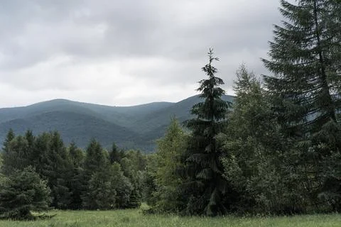 Coniferous forest with mountain range covered in fog. Foto stock