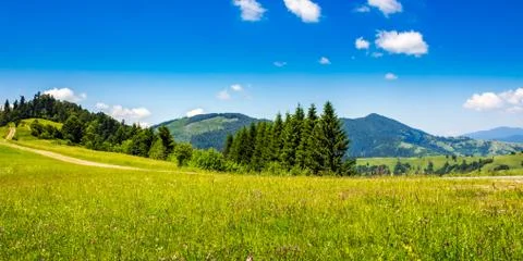 Coniferous forest on a mountain slope Stock Photos