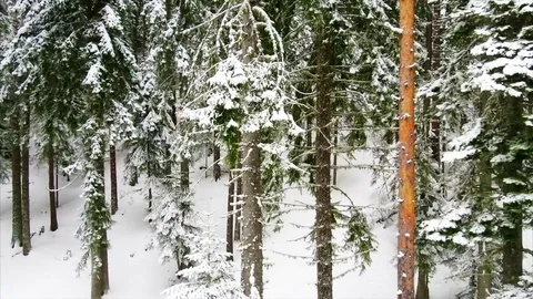 Coniferous forest in the mountains Video stock 74129760
