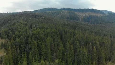 Coniferous forest in the mountains 스톡 동영상 107913749