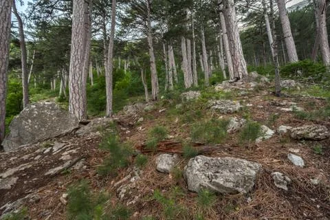 Coniferous forest in the mountains, the trunks of pine trees, tall trees Stock Photos