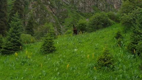 Coniferous forest in the mountains, view from above Stock Footage 297204944