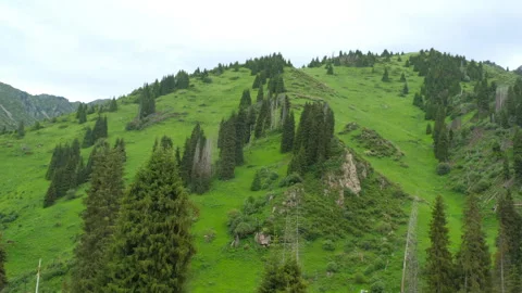 Coniferous forest on a mountainside Stock Footage 295307643