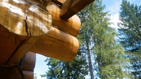 Coniferous forest. Nature. Spruce Stock Footage 95111470