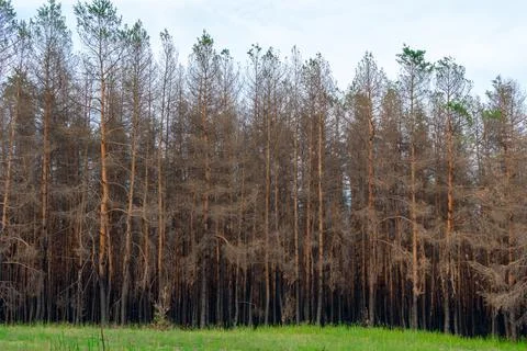 Coniferous forest one year after the fire. Coniferous trees burned down during a Stock Photos