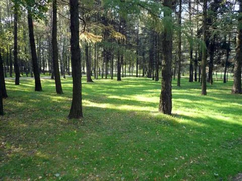 Coniferous forest Foto stock