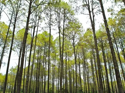 Coniferous forest Stock Photos