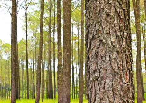 Coniferous forest Stock Photos