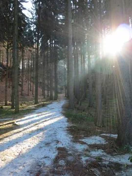 Coniferous forest Foto stock