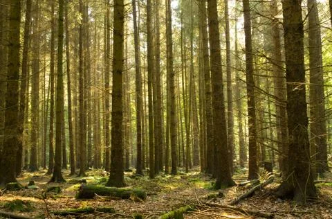 Coniferous forest Stock Photos
