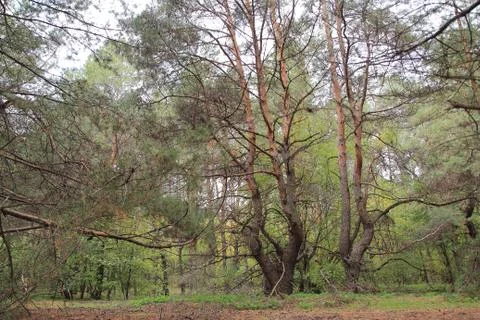 Coniferous forest Stock Photos