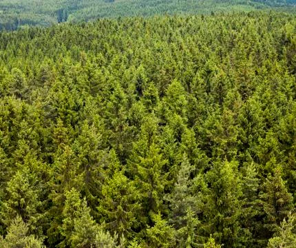 Coniferous forest Stock Photos