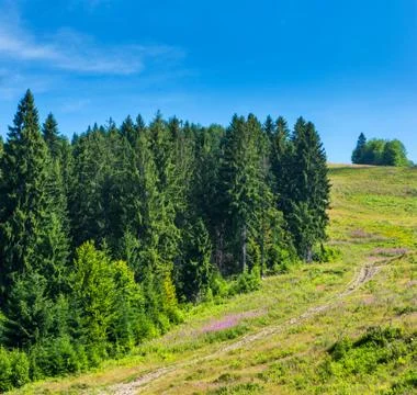 Coniferous forest . Stock Photos
