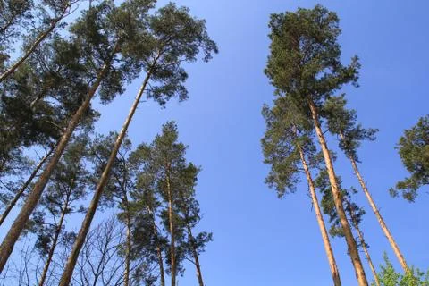 Coniferous forest Fotos Stock