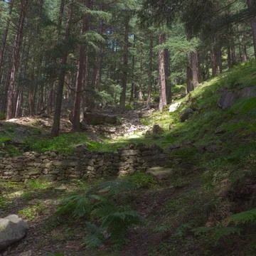 Coniferous forest Stock Photos