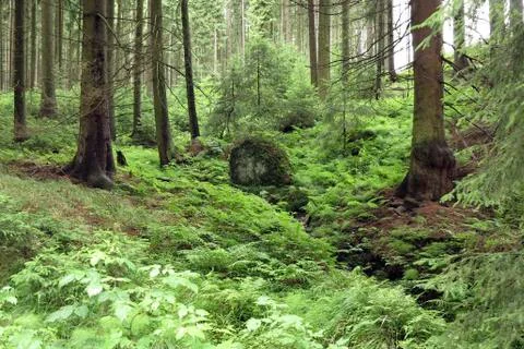 Coniferous forest Stock Photos