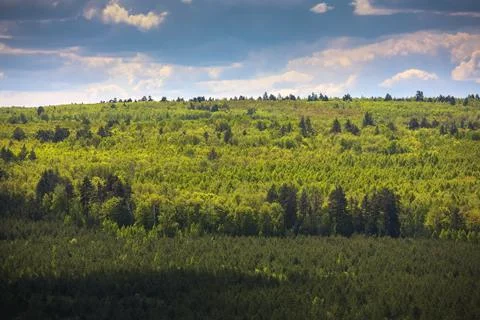 Coniferous forest Stock Photos