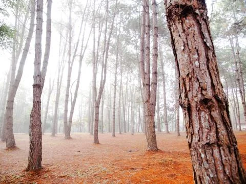 Coniferous Forest Stock Photos