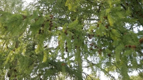 In a coniferous forest, pine branches with young small brown cones and green nee Stock Footage 124066901