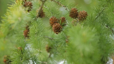 In a coniferous forest, pine branches with young small brown cones and green nee Stock Footage 124066903