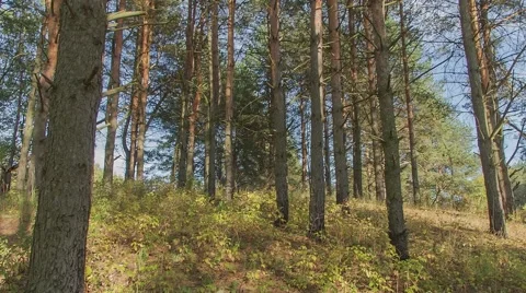 Coniferous forest, pines Stock Footage 57462270