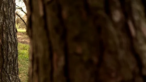 Coniferous forest with river views Stockbeeldmateriaal 128911413