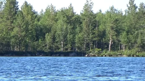 Coniferous forest of the Russian Arctic Stock Footage 70080020