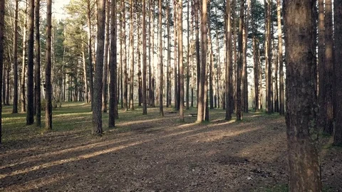 Coniferous forest in Siberia 库存影片 90556631