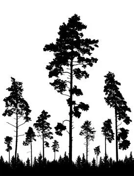 Coniferous forest, silhouette of pine trees, vertical landscape after defor.. Ilustração Stock