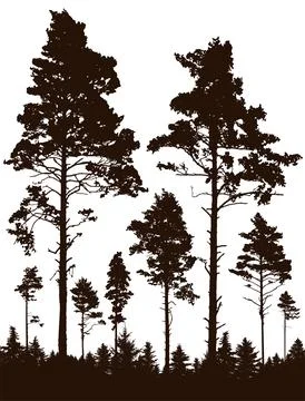 Coniferous forest, silhouette of pine trees, vertical landscape after defor.. Ilustração Stock