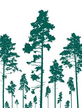 Coniferous forest, silhouette of pine trees, vertical landscape after defor.. Ilustração Stock