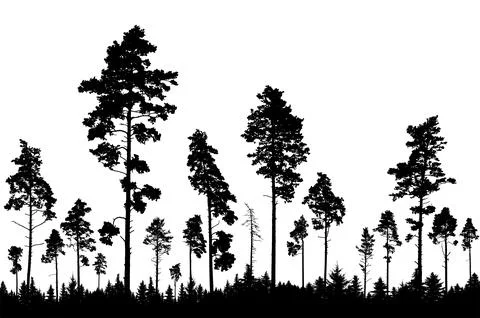 Coniferous forest, silhouette of pine trees, beautiful landscape. Vector il.. Stock Illustration