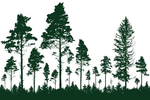 Coniferous forest, silhouette of pine trees, beautiful landscape. Vector il.. Stock Illustration