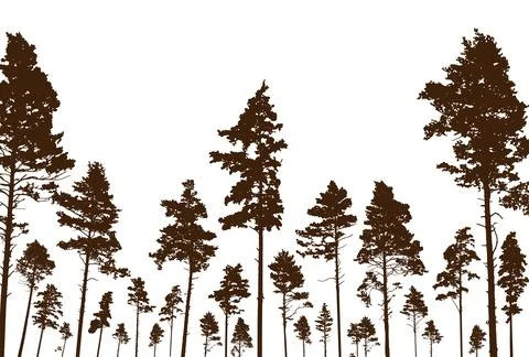 Coniferous forest, silhouette of pine trees, beautiful landscape. Vector il.. Stock Illustration
