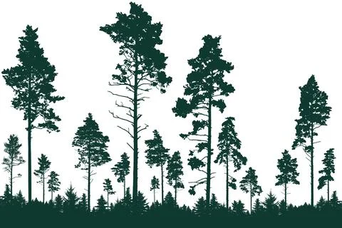 Coniferous forest, silhouette of pine trees, beautiful landscape. Vector il.. Stock Illustration