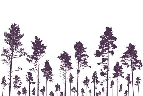 Coniferous forest, silhouette of pine trees, beautiful landscape. Vector il.. Stock Illustration