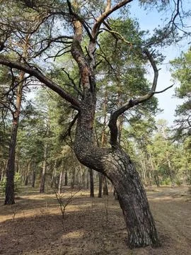 Coniferous forest with a single bent tree standing out among tall evergreen.. Foto stock