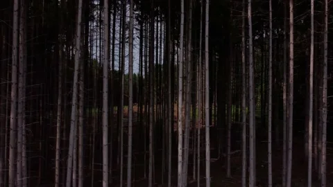Coniferous forest slender trees go into the distance 動画素材 155597053