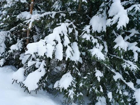 Coniferous forest in the snow after a snowfall in winter. Stock Photos