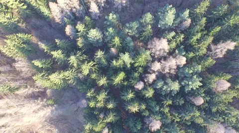Coniferous forest in the spring season Stock Footage 61772964